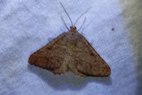 Isturgia murinaria