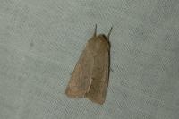 Mythimna ferrago