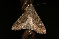 Mamestra brassicae