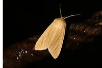 Mythimna pallens