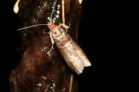 Acrobasis advenella