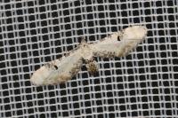 Eupithecia centaureata