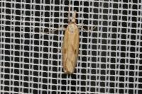 Agriphila inquinatella