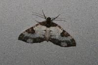 Melanthia procellata