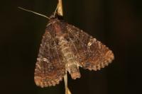 Mesapamea secalella/secalis