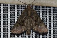Mesapamea secalella/secalis