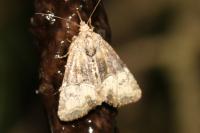 Mesapamea secalella/secalis