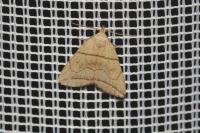 Herminia grisealis