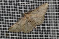Peribatodes rhomboidaria rhomboidaria