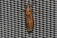 Ancylosis cinnamomella