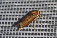 Ancylosis cinnamomella