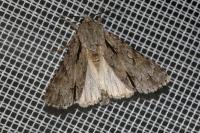 Acronicta psi/tridens