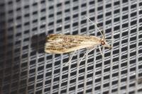 Catoptria verellus