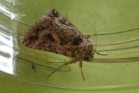 Thysanoplusia daubei
