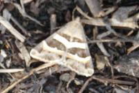 Grammodes stolida