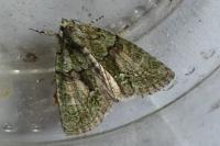 Cryphia algae