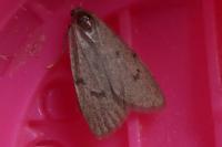 Paidia rica