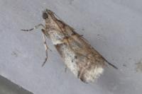Acrobasis glaucella/fallouella