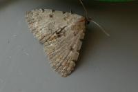 Metachrostis velox