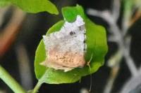 Macaria alternata