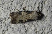 Agrotis puta