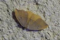 Watsonalla binaria