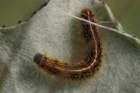 Malacosoma alpicola