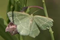 Chlorissa cloraria