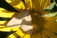 Udea lutealis