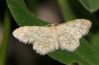 Idaea moniliata