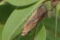 Uncinus obductellus