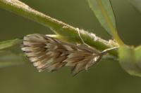 Cynaeda dentalis