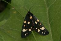 Callimorpha dominula