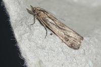 Isauria dilucidella