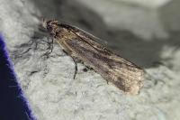 Isauria dilucidella