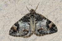 Dysstroma truncata
