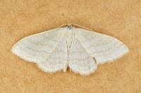Idaea subsericeata