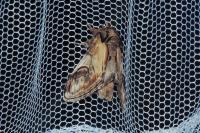 Notodonta ziczac