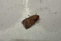 Xestia xanthographa