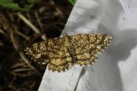 Ematurga atomaria
