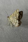Chiasmia clathrata