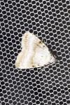 Meganola albula