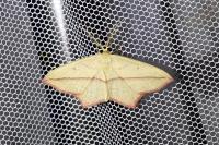 Timandra comae