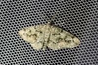Cleorodes lichenaria