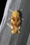 Noctua fimbriata