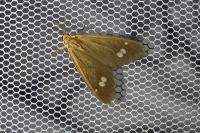 Dysauxes ancilla