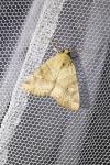 Cosmia trapezina