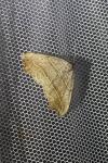 Laspeyria flexula