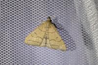 Herminia tarsipennalis