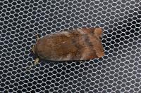 Noctua janthe/janthina